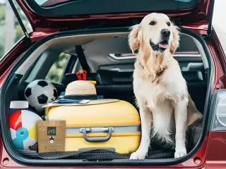 Imagem principal do artigo Viajar com pets: Confira dicas essenciais para uma viagem tranquila de férias
